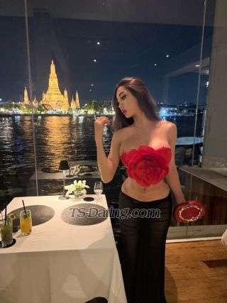 trans girl exotickhalifa 4335654 trans girl exotickhalifa 4335654
